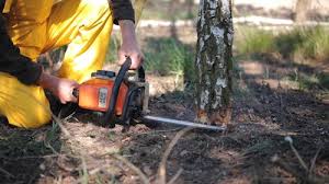 How Our Tree Care Process Works  in Parsippany, NJ